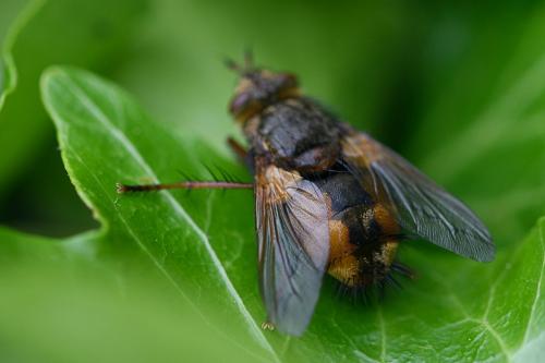Réf. 231 018 : Tachina magnicornis